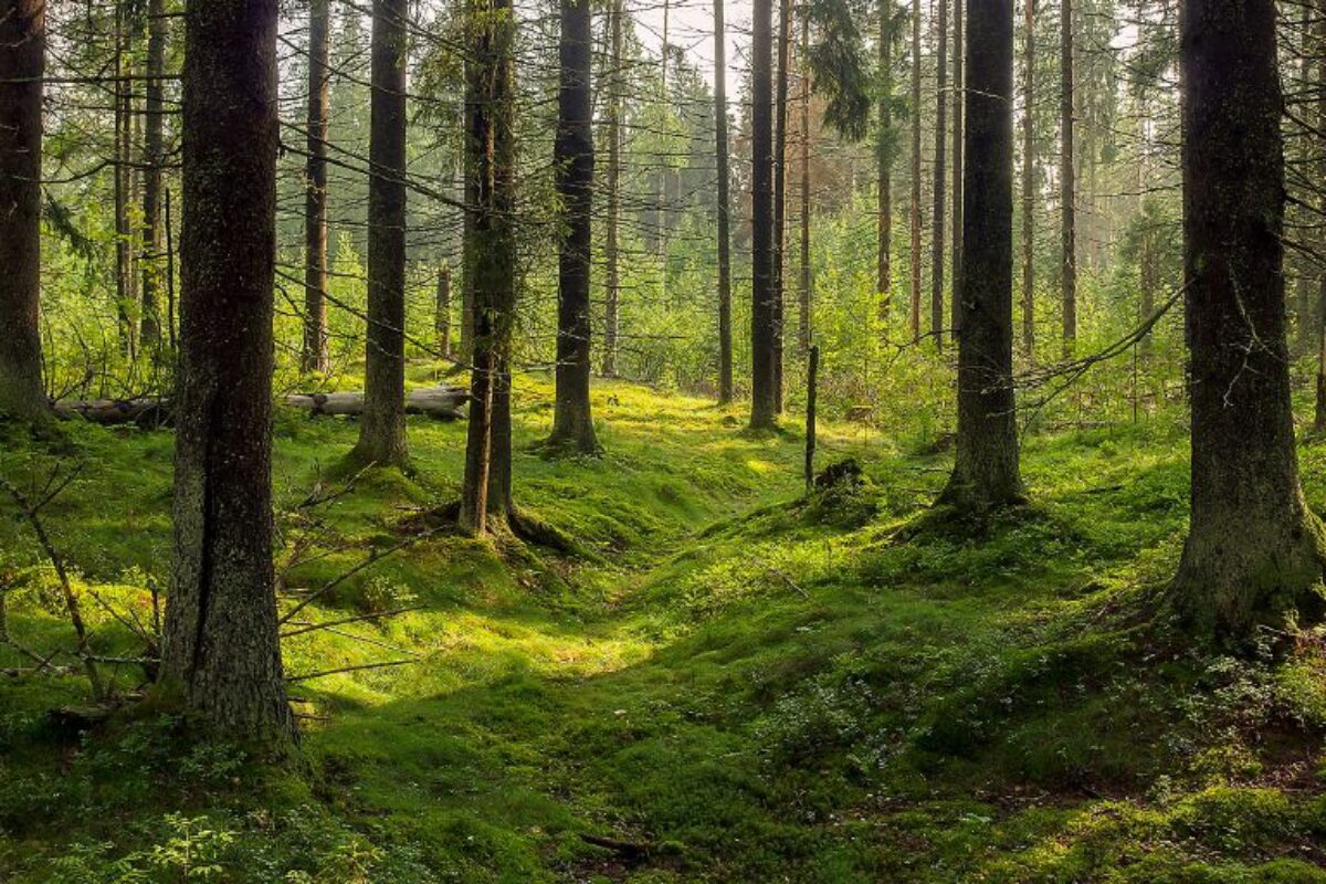 Polku metsään – Kissan silmin