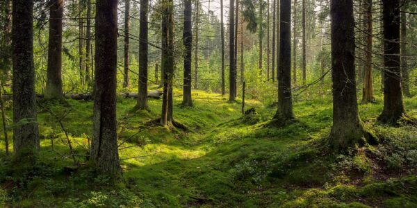 Polku metsään – Kissan silmin